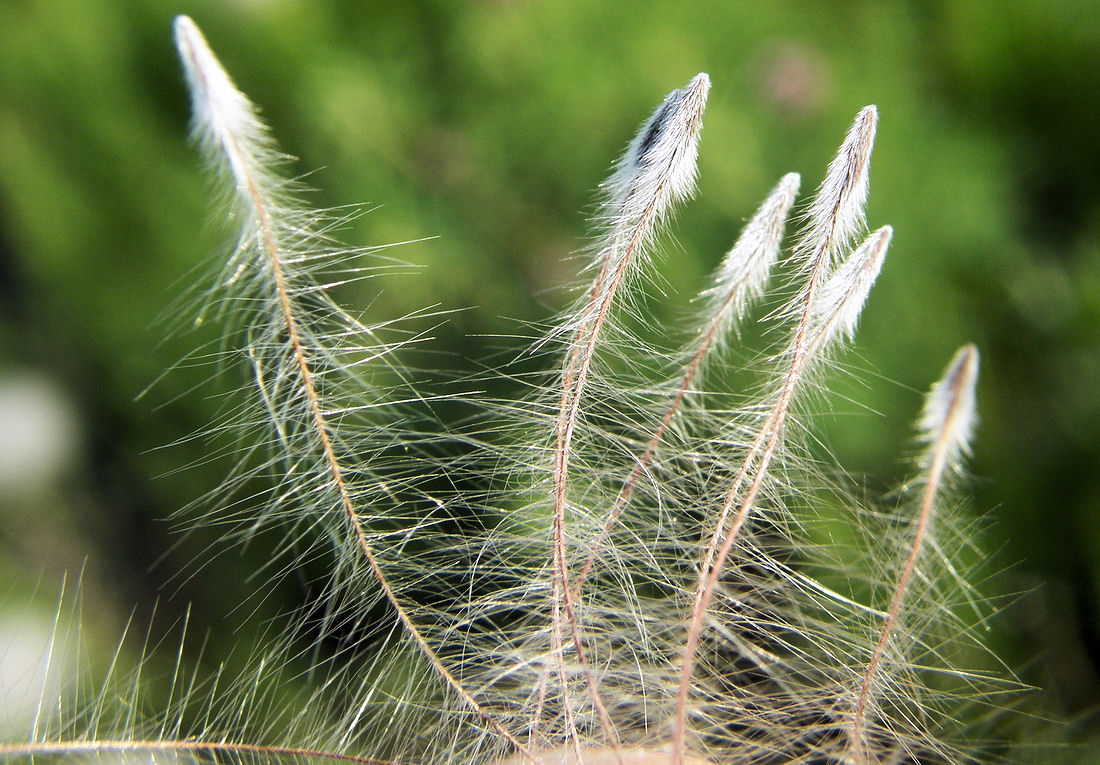 Image of Pulsatilla dahurica specimen.