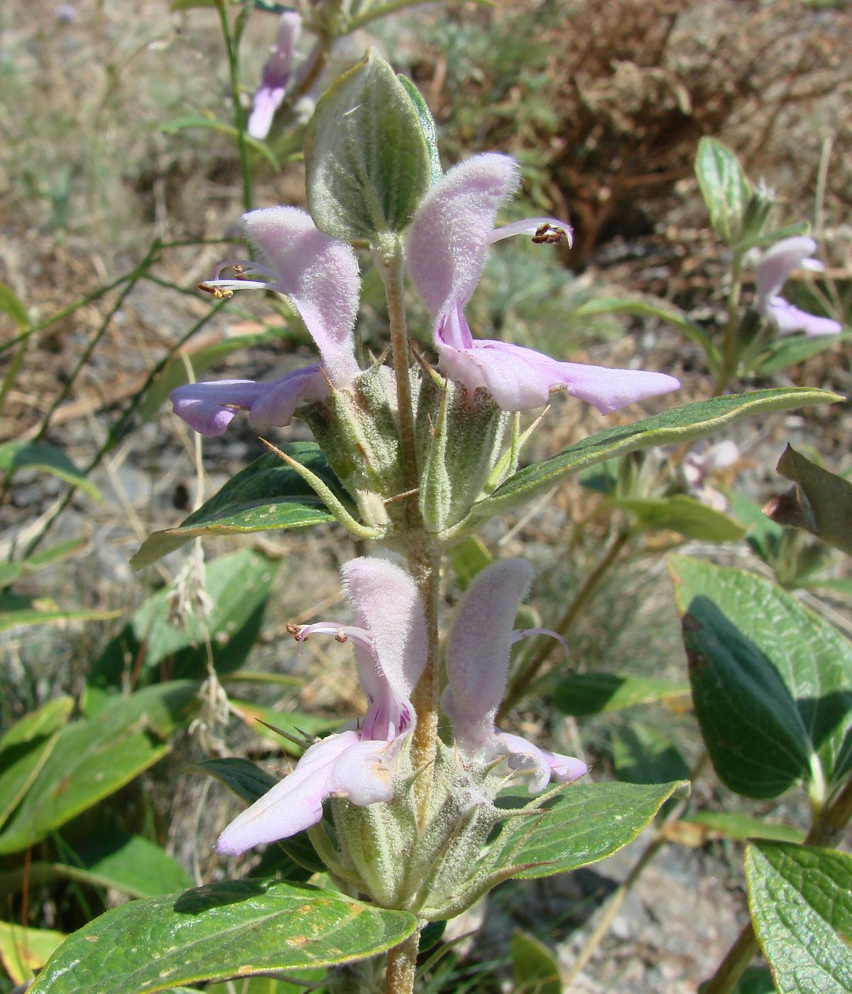 Image of Phlomis nubilans specimen.