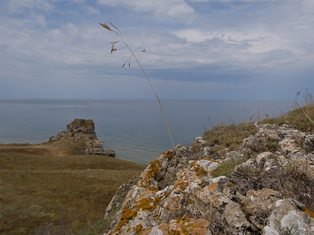 Изображение особи семейство Poaceae.