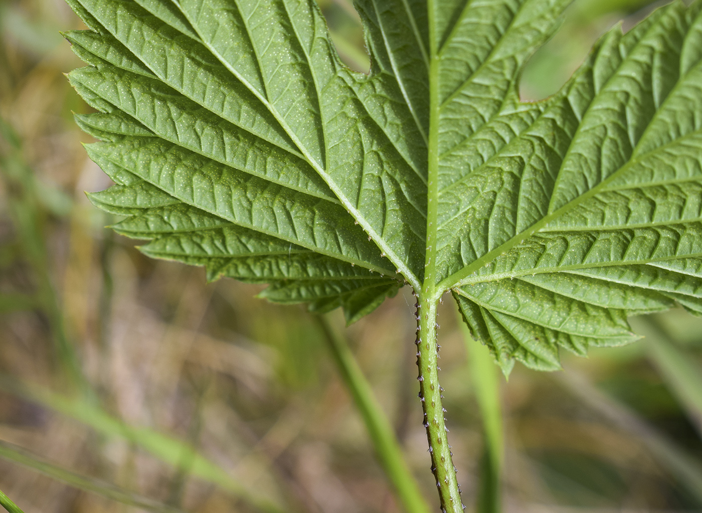 Image of Humulus lupulus specimen.