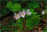 Oxalis acetosella. Цветки и листья. Московская обл., Раменский р-н, окр. ж.-д. платформы Хрипань, смешанный лес у ЛЭП. 30.04.2024.