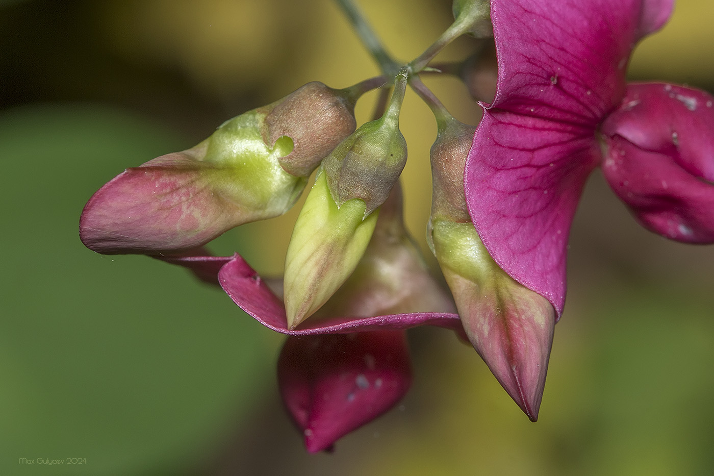 Изображение особи Lathyrus rotundifolius.