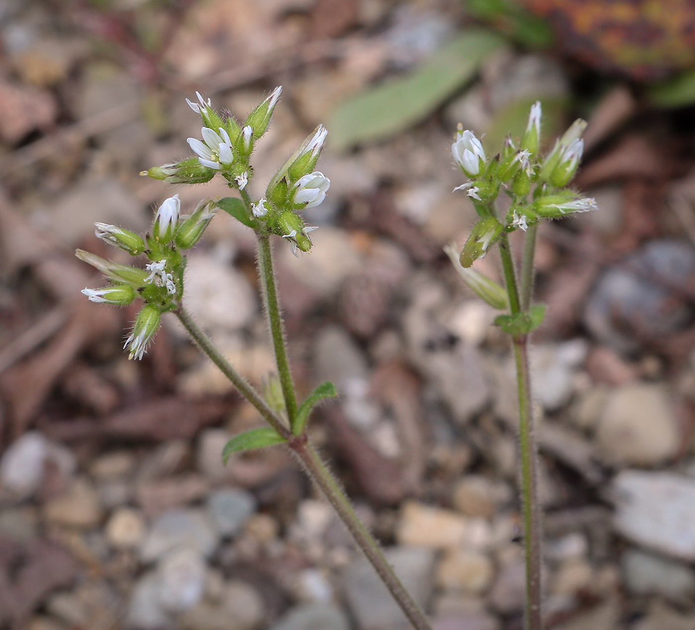 Изображение особи Cerastium glomeratum.