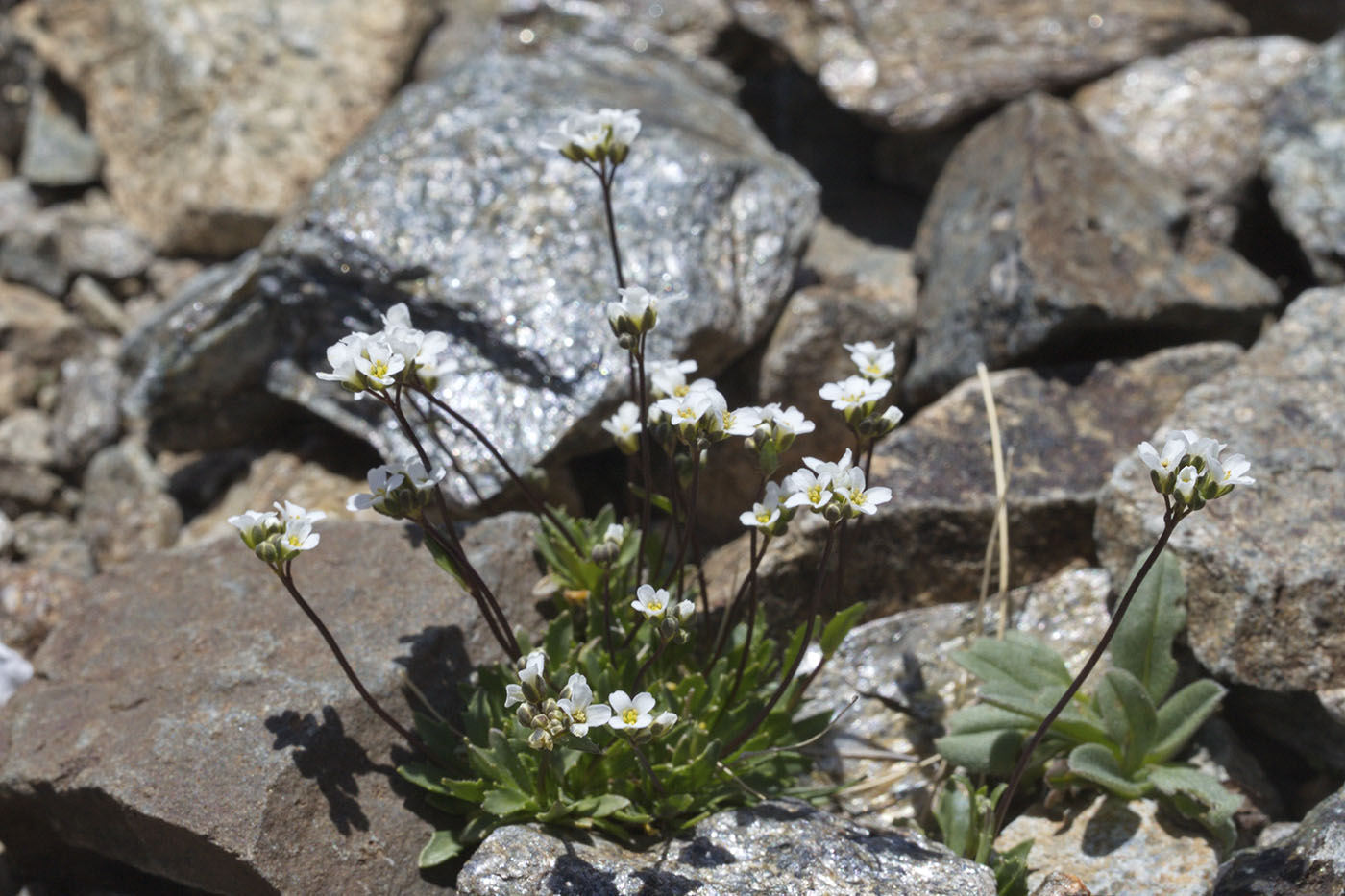 Image of Draba siliquosa specimen.