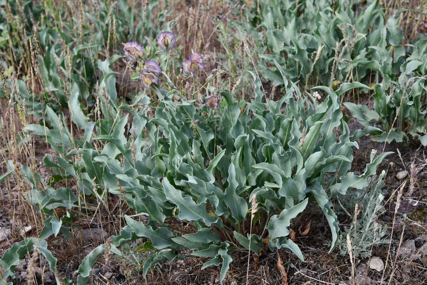 Изображение особи Rindera tetraspis.