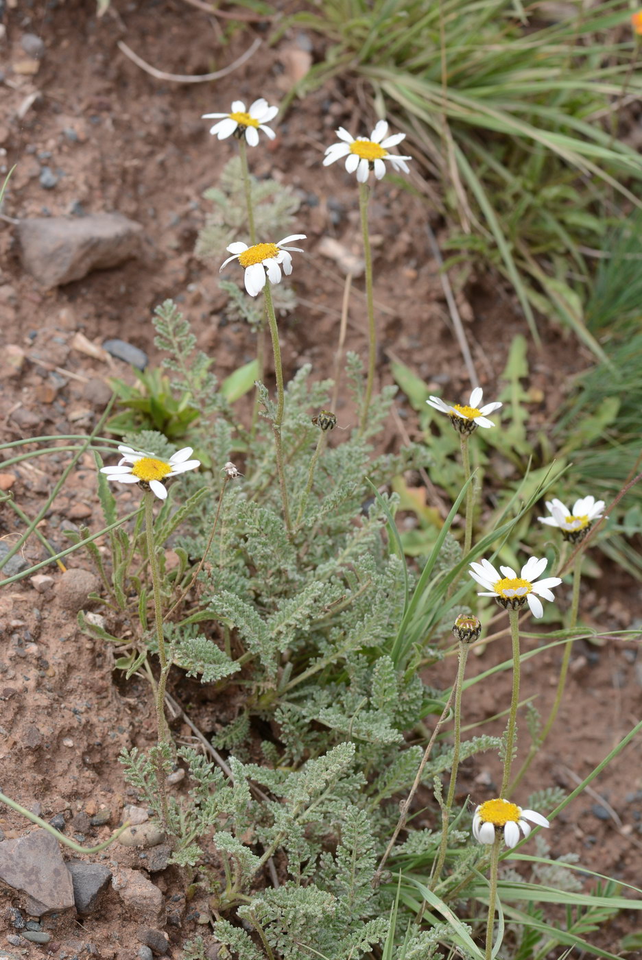 Image of Richteria pyrethroides specimen.