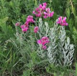 Hedysarum tauricum. Цветущее растение; справа - бледно-зелёные побеги Galatella villosa. Краснодарский край, м/о Анапа, окр. пос. Супсех, луговой участок вдоль тропы на вершине горы. 04.06.2021.