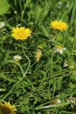 Anthemis tinctoria