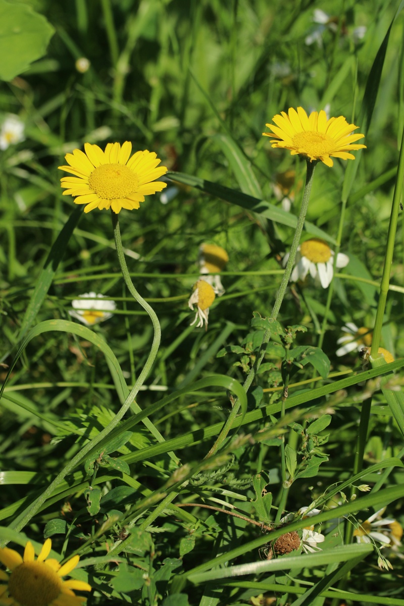 Изображение особи Anthemis tinctoria.