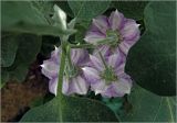 Solanum melongena. Цветки. Московская обл., Раменский р-н, окр. дер. Хрипань, садовый участок. 11.08.2024.