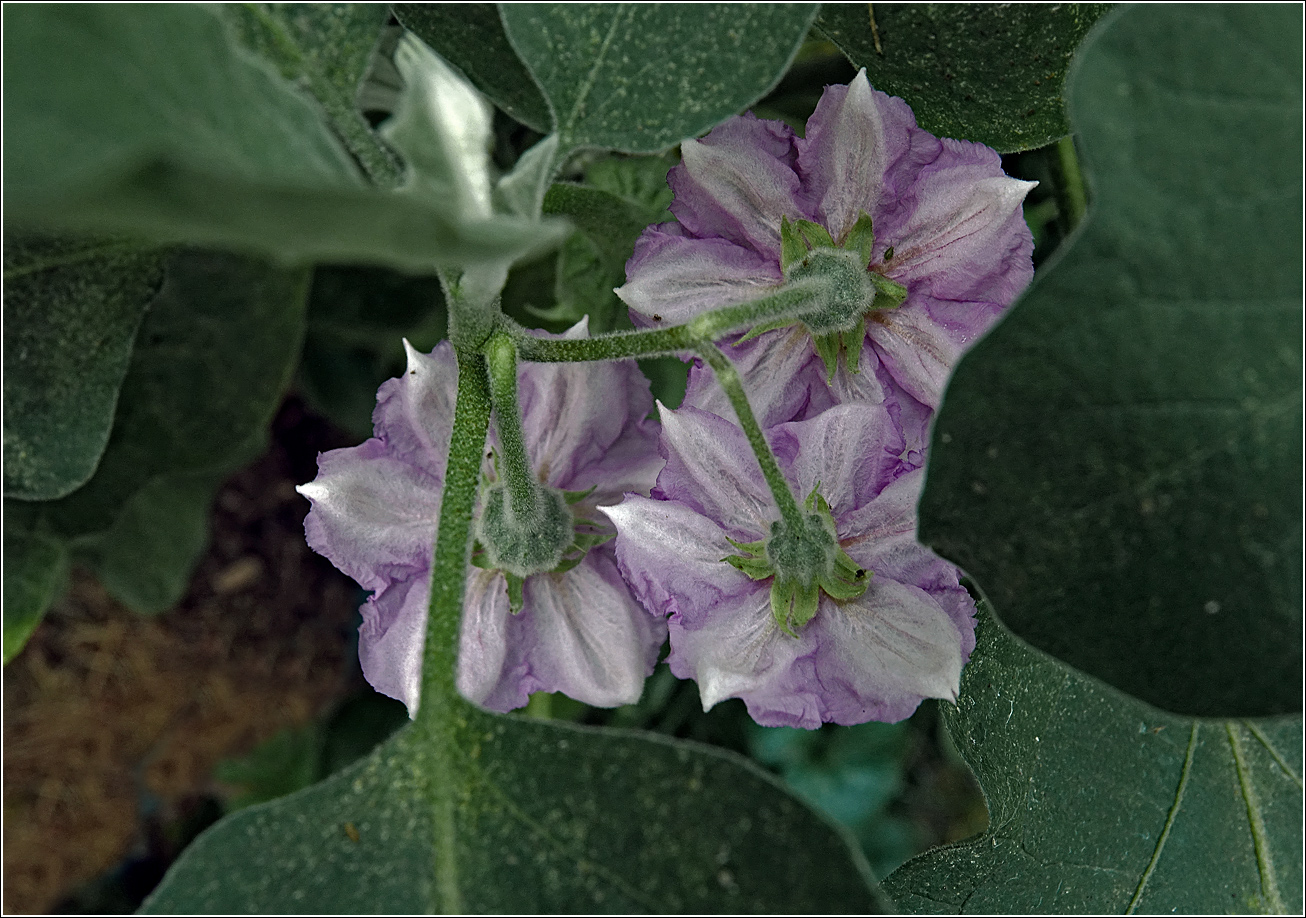 Изображение особи Solanum melongena.