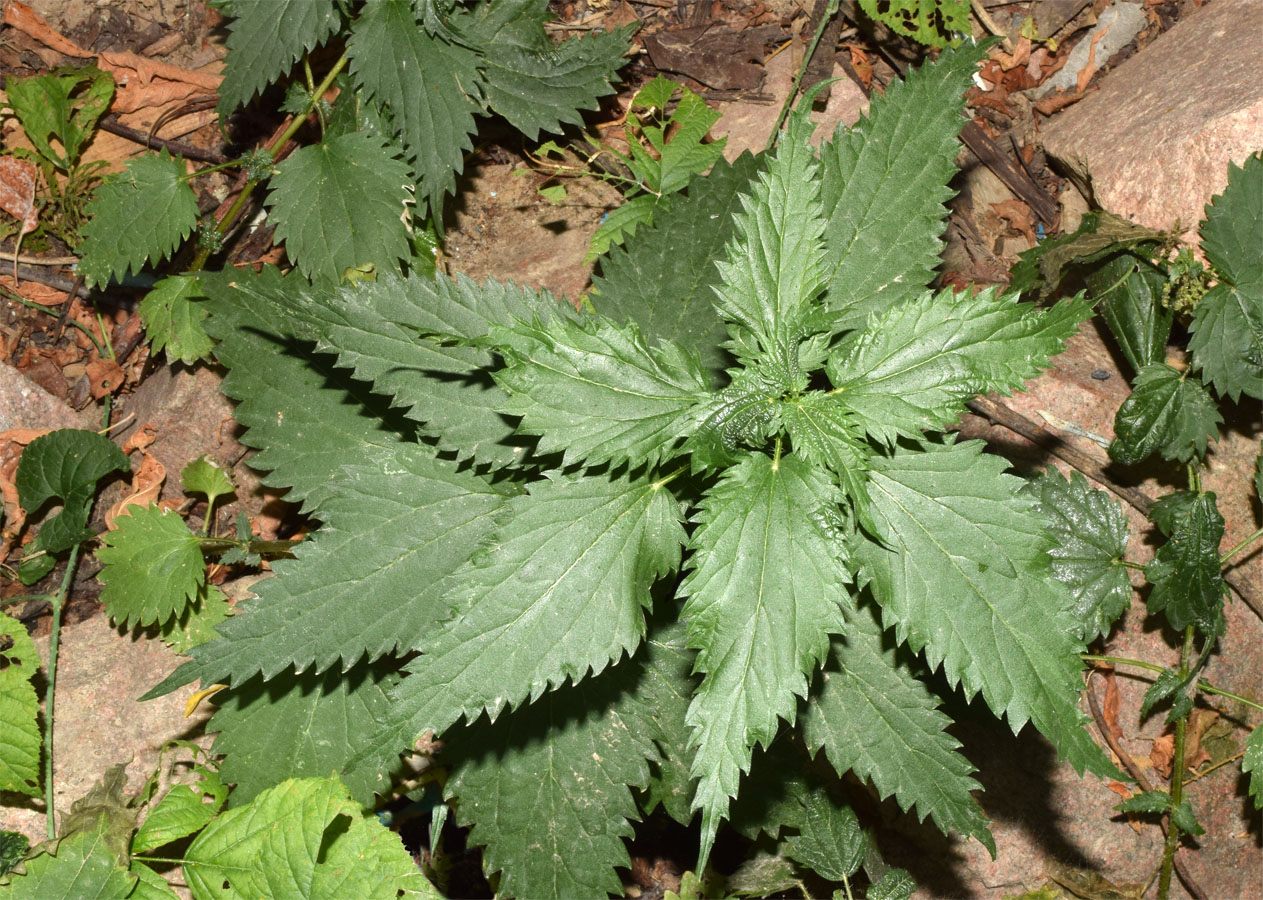 Image of Urtica dioica specimen.