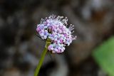 Valeriana capitata. Соцветие. Красноярский край, Таймырский Долгано-Ненецкий р-н, плато Путорана, устье р. Кутарамакан, каменистый склон. 26.07.2023.