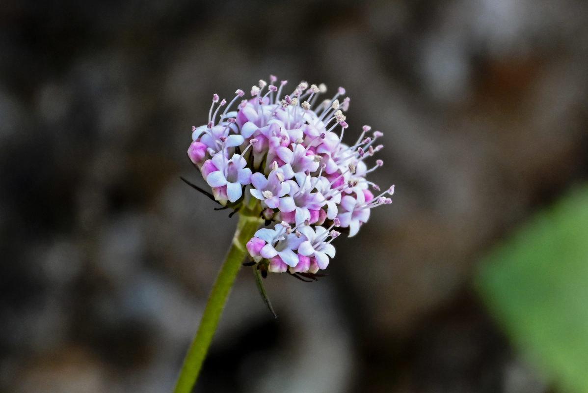 Изображение особи Valeriana capitata.