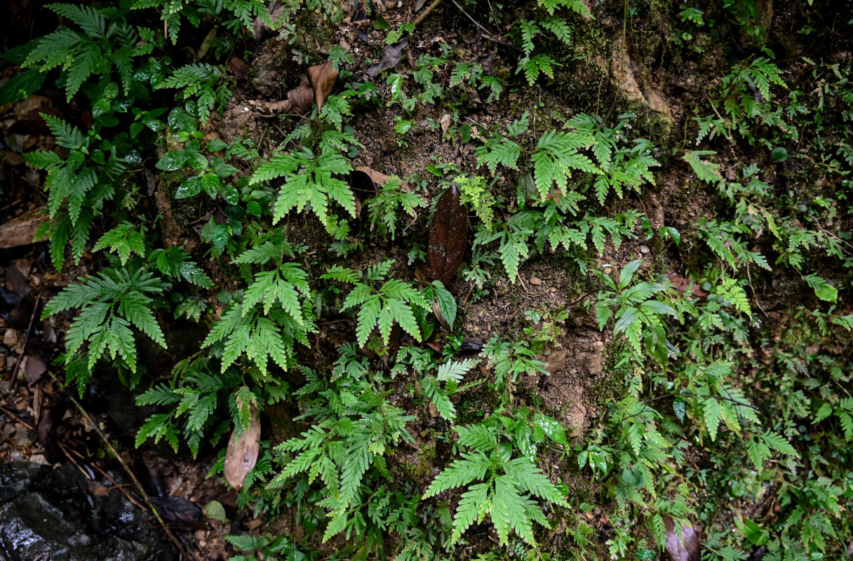 Изображение особи Selaginella delicatula.