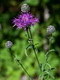 Centaurea scabiosa. Цветущее и развивающиеся соцветия. Вологодская обл., Кирилловский р-н, окр. с. Горицы, гора Маура, опушка смешанного леса. 12.07.2024.