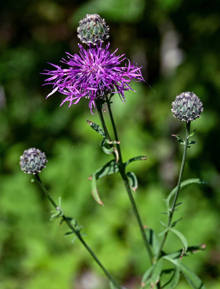 Image of Centaurea scabiosa specimen.