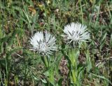 Centaurea cheiranthifolia. Верхушки цветущих растений. Кабардино-Балкария, Эльбрусский р-н, поляна Чегет, выс. 2050 м н.у.м., возвышение с южной стороны поляны. 9 июня 2018 г.