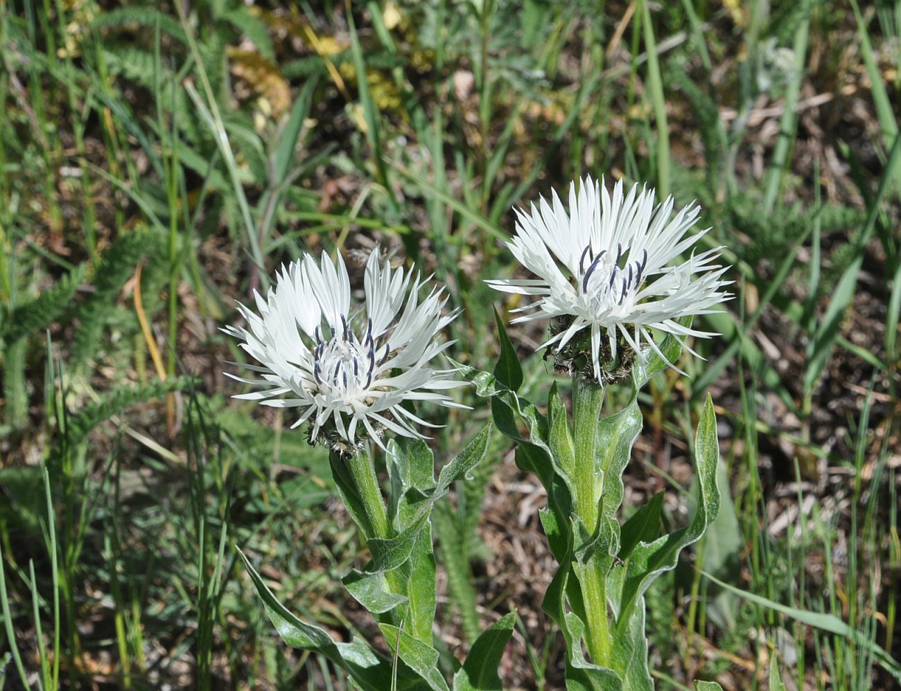 Изображение особи Centaurea cheiranthifolia.