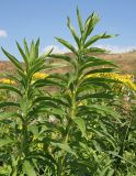 Senecio sarracenicus