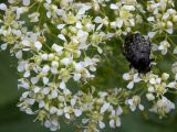 Cardaria draba