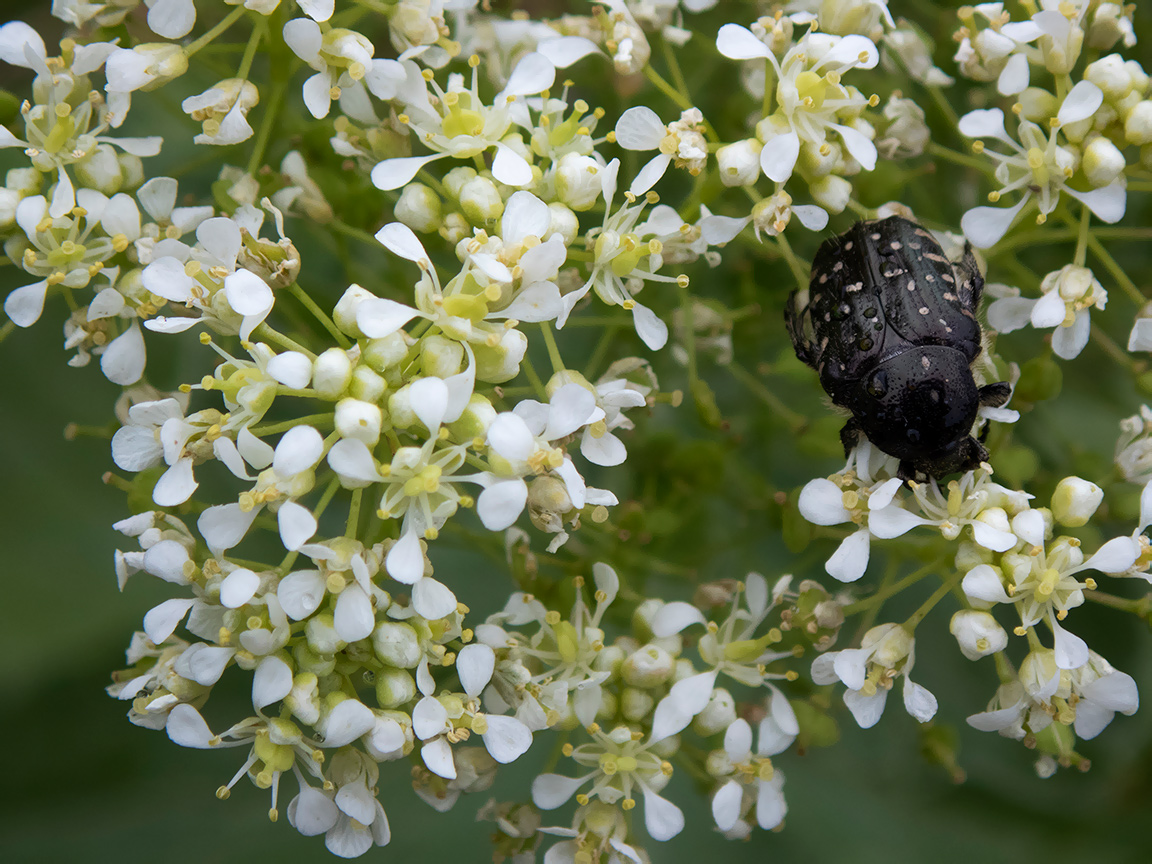 Image of Cardaria draba specimen.