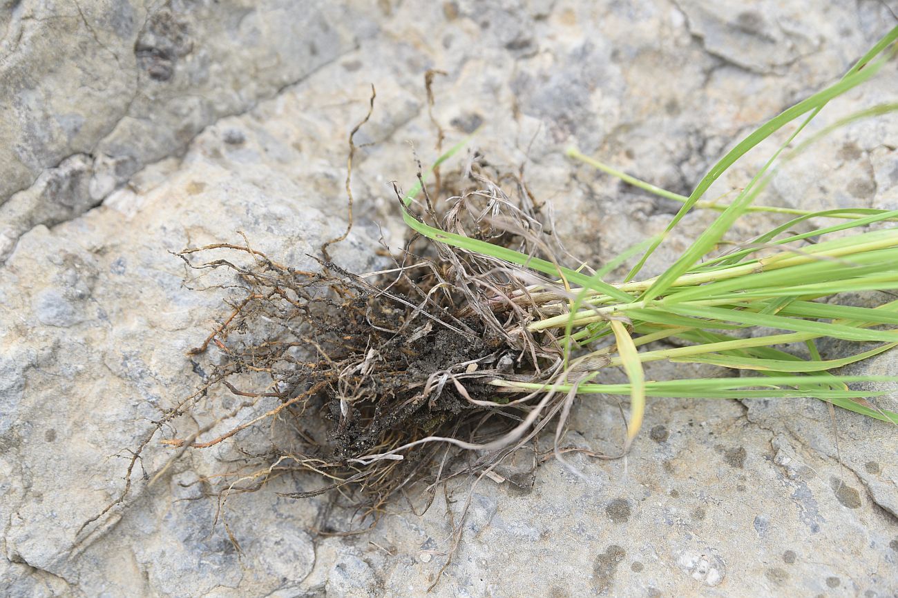 Image of familia Poaceae specimen.