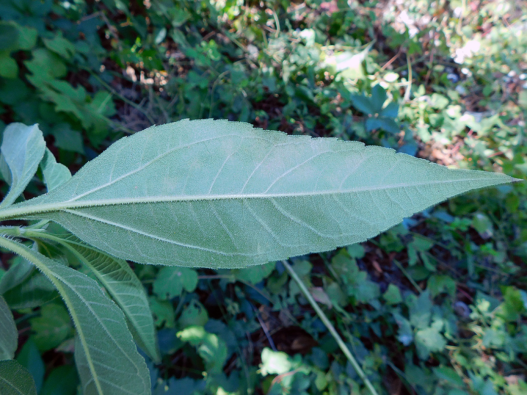 Image of Helianthus tuberosus specimen.