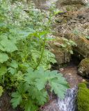 Heracleum sibiricum. Бутонизирующее растение. Карачаево-Черкесия, Зеленчукский р-н, гора Джисса, ≈ 1400 м н.у.м., облесённая балка, у ручья. 15.06.2024.