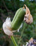 Смотреть изображение Iris pallida