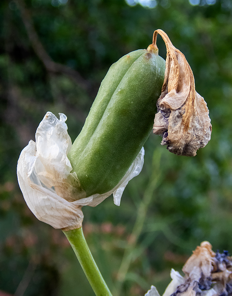 Изображение особи Iris pallida.