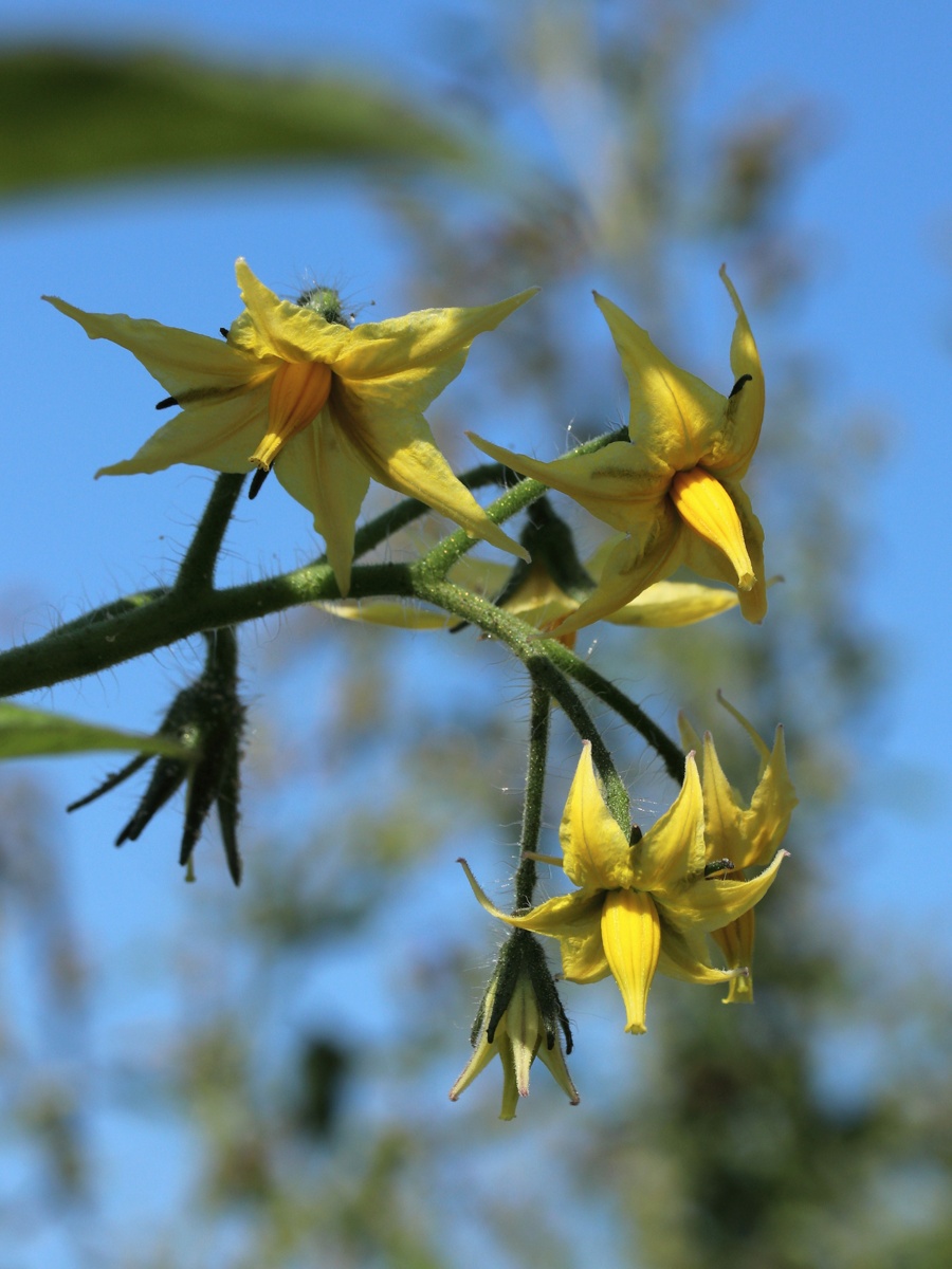 Image of Lycopersicon esculentum specimen.