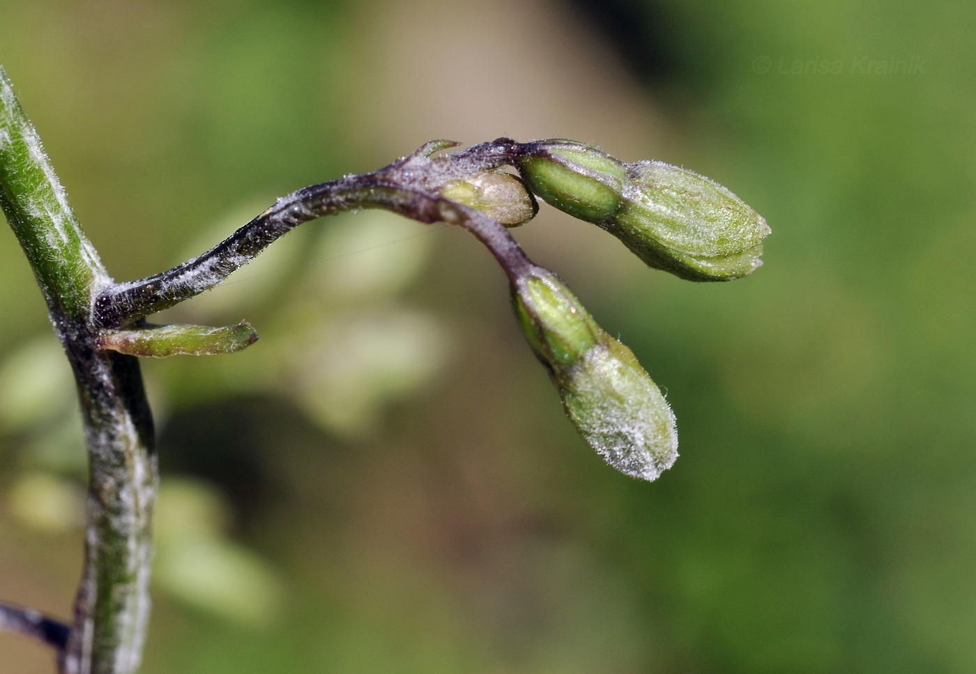 Изображение особи Campanula punctata.