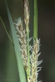 View full-size image Carex cuspidata