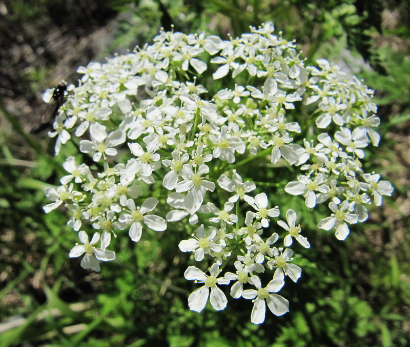 Image of Anthriscus sylvestris specimen.