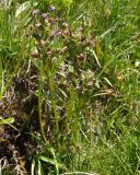 Смотреть изображение Pedicularis rhinanthoides