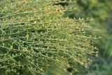 View full-size image Ephedra procera