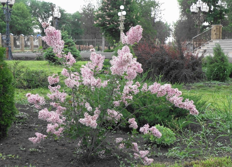 Image of Syringa meyeri specimen.