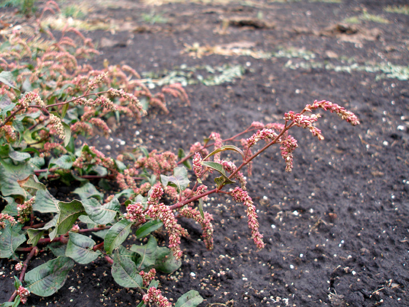 Image of Persicaria lapathifolia specimen.