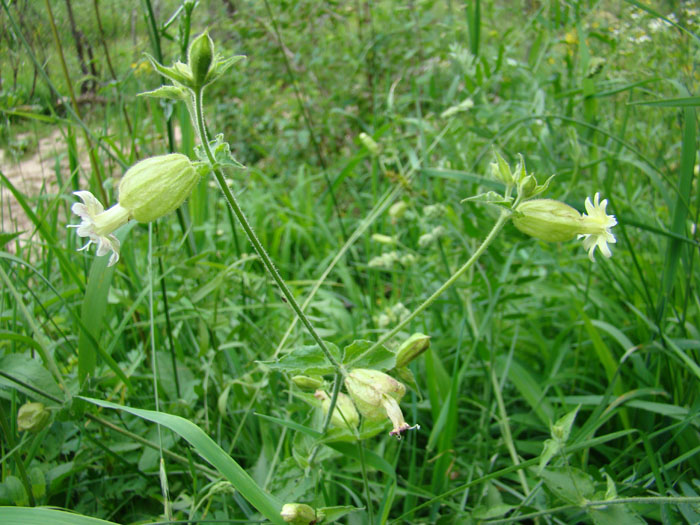 Изображение особи Silene fedtschenkoana.