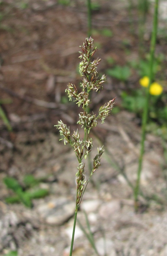 Image of Agrostis stolonifera specimen.