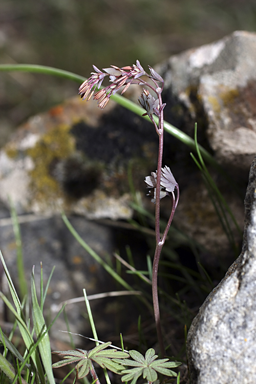 Image of Thalictrum isopyroides specimen.