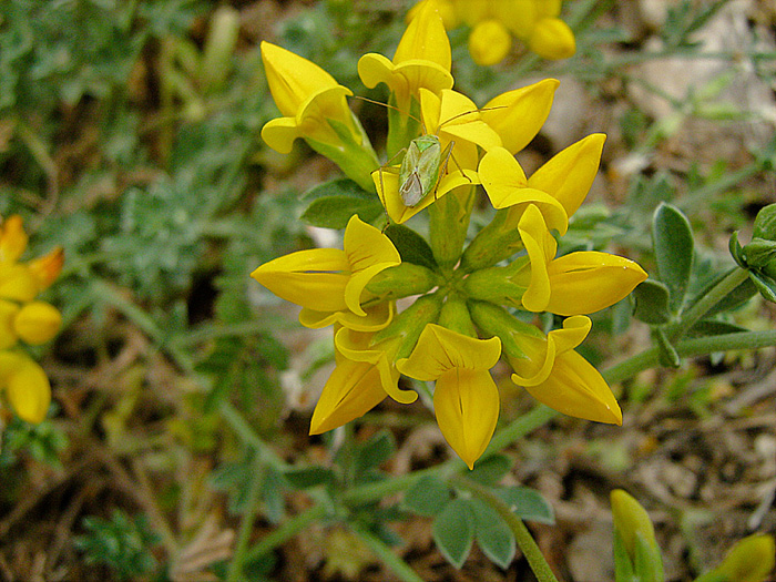 Image of Lotus creticus specimen.