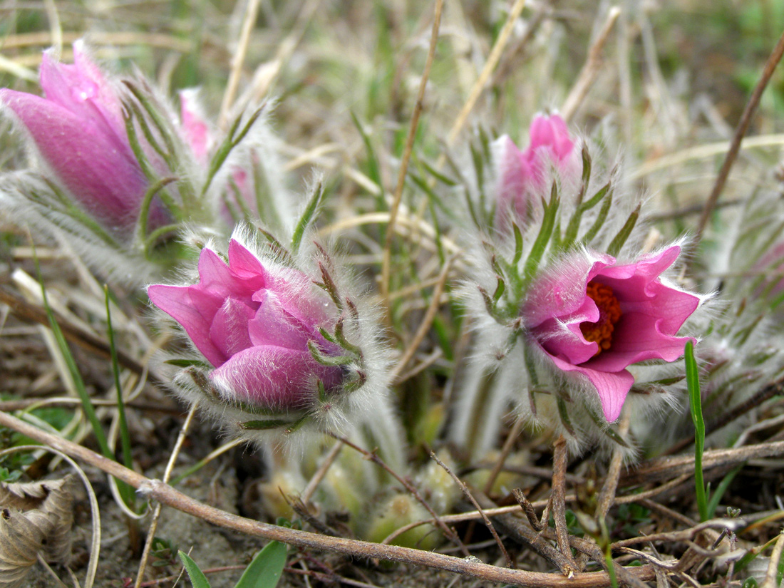 Image of Pulsatilla turczaninovii specimen.