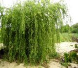 Salix babylonica. Дерево на берегу горной речки. Копетдаг, Чули. Конец мая 2011 г.