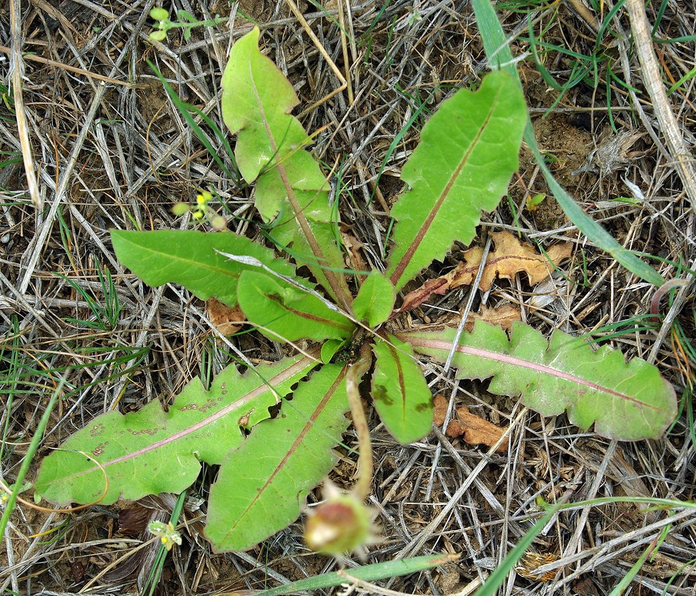 Изображение особи Taraxacum karatavicum.