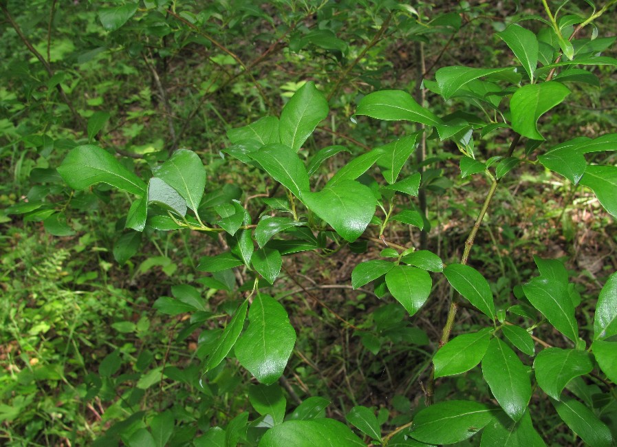 Image of Salix &times; livescens specimen.