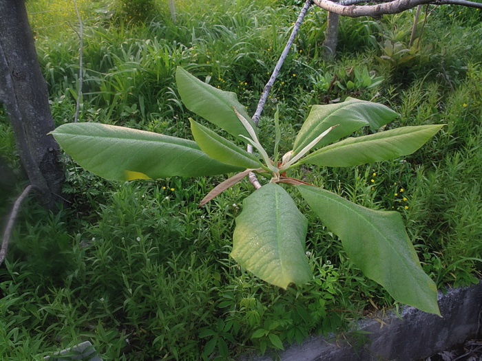 Изображение особи Magnolia hypoleuca.