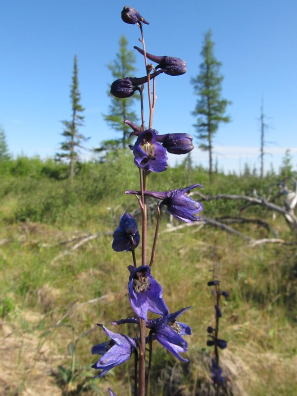 Image of Delphinium crassifolium specimen.