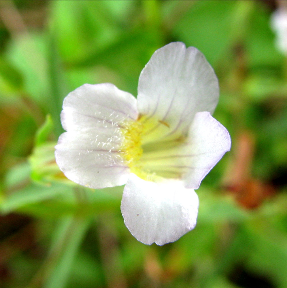 Image of Gratiola officinalis specimen.